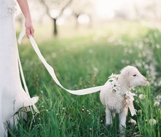 Quel animal produit la plus belle qualite de laine cachemire